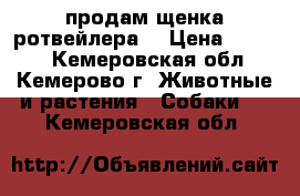 продам щенка ротвейлера  › Цена ­ 6 000 - Кемеровская обл., Кемерово г. Животные и растения » Собаки   . Кемеровская обл.